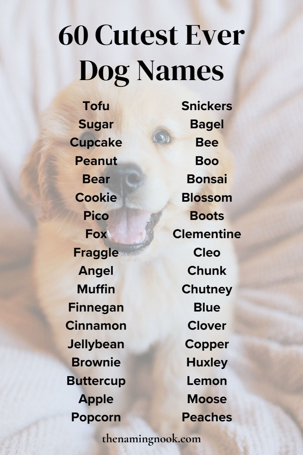 Vorlage: Cute dog names – Artofit Foto zu Cute dog names – Artofit