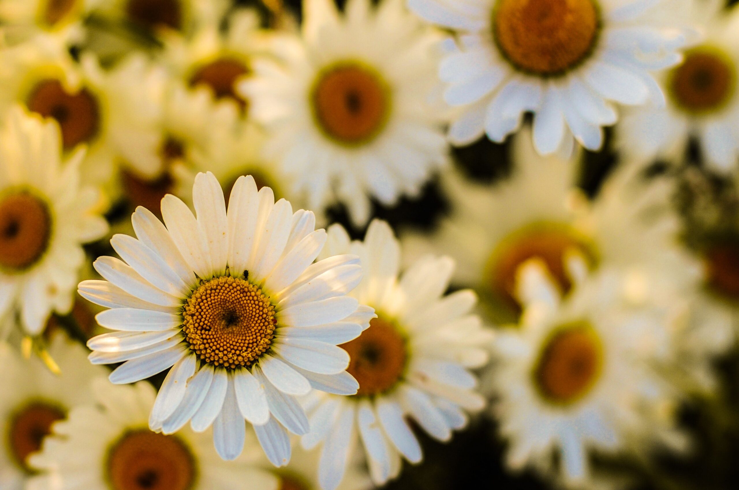 1000 Millionen Sind 1 Milliarde – Flowers wallpaper free stock photo