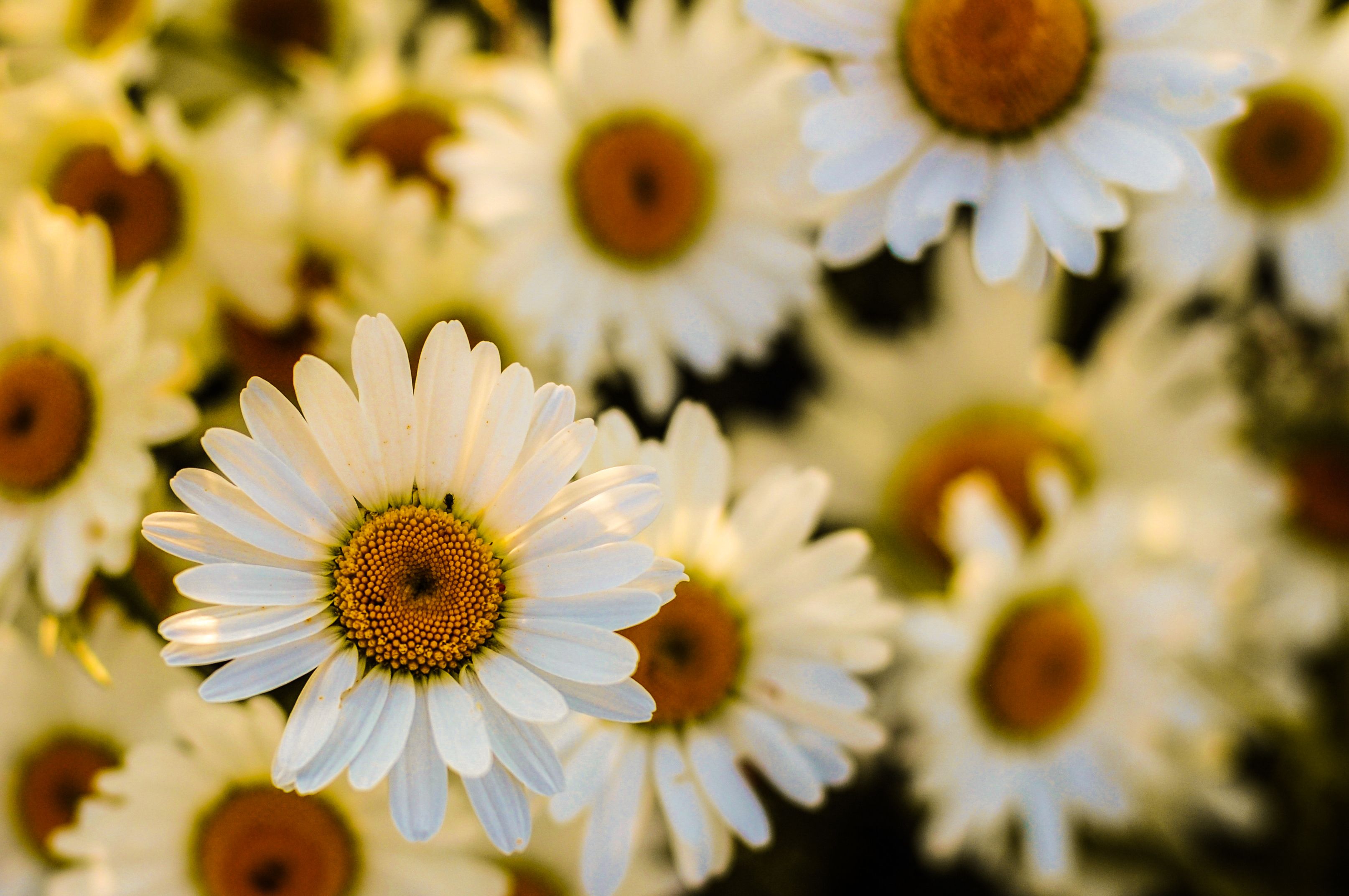 Vorlage: Free stock photo of flora, floral, flower wallpaper Free stock photo of flora, floral, flower wallpaper Bildidee