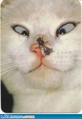 Present Value Of The Dollar 1982 – Assignment #3: are internet memes art? – ct101 digital storytelling