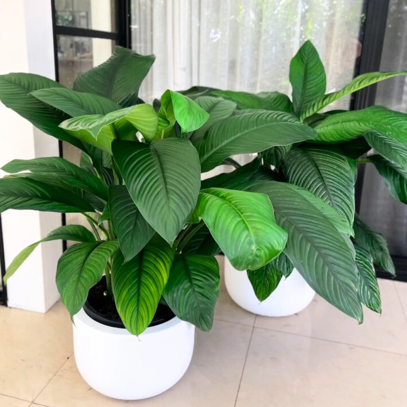 Hundred Dollar Bill Song – Indoor plants – 室内で植物を育てる照明