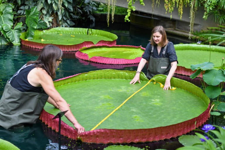 Kew Gardens joins local partners to save tropical plants from Foto & Idee Kew Gardens joins local partners to save tropical plants from Illustration