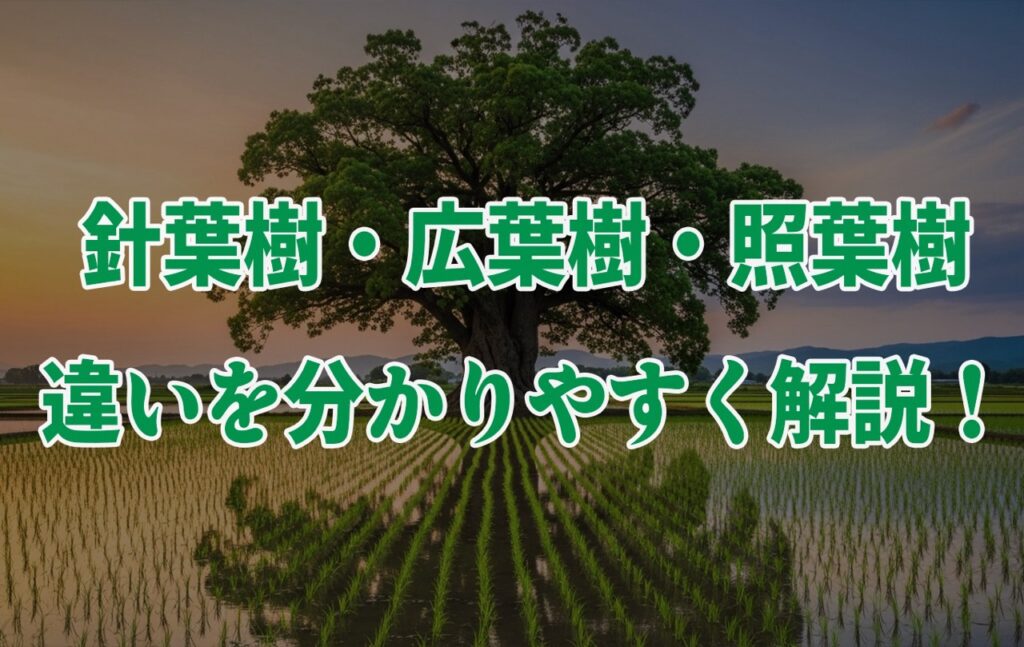Battle Of Crecy French Knight – 針葉樹とは – 針葉樹 図鑑 – pebble maths