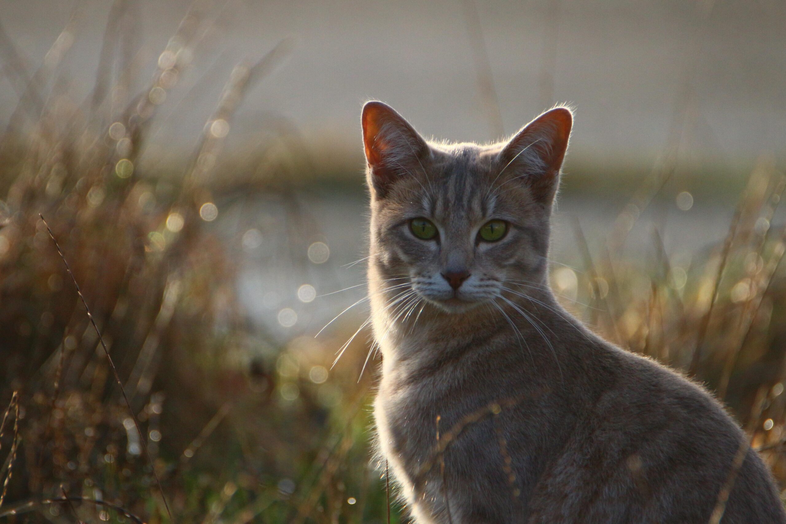 Vremenska Prognoza Zagreb Subota – Domestic pet shadow grass cat nature outdoor summer cats pixnio