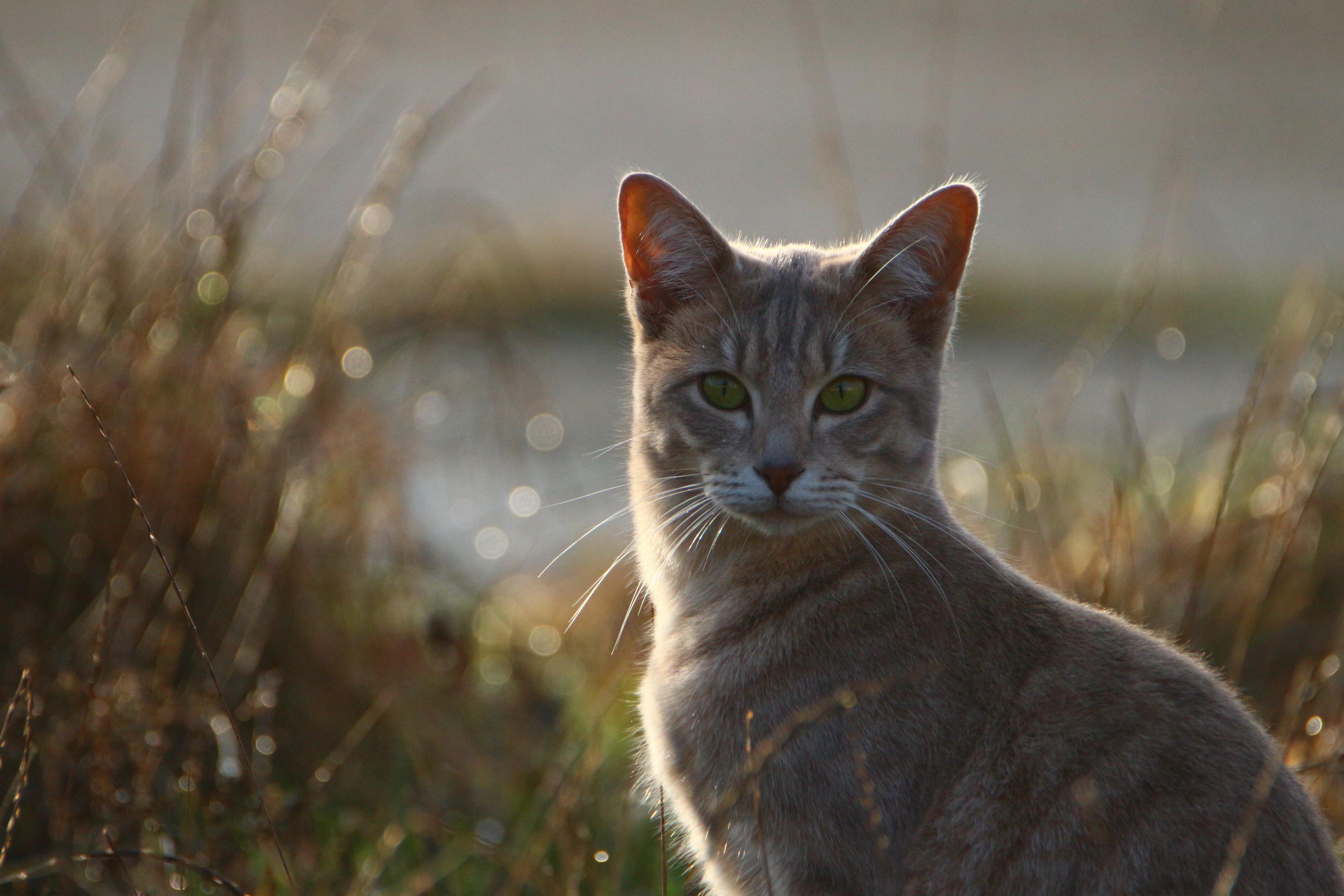 Free picture: outdoor, domestic cat, nature, grass, summer, shadow, pet Bild & Inspiration Free picture: outdoor, domestic cat, nature, grass, summer, shadow, pet Bildidee