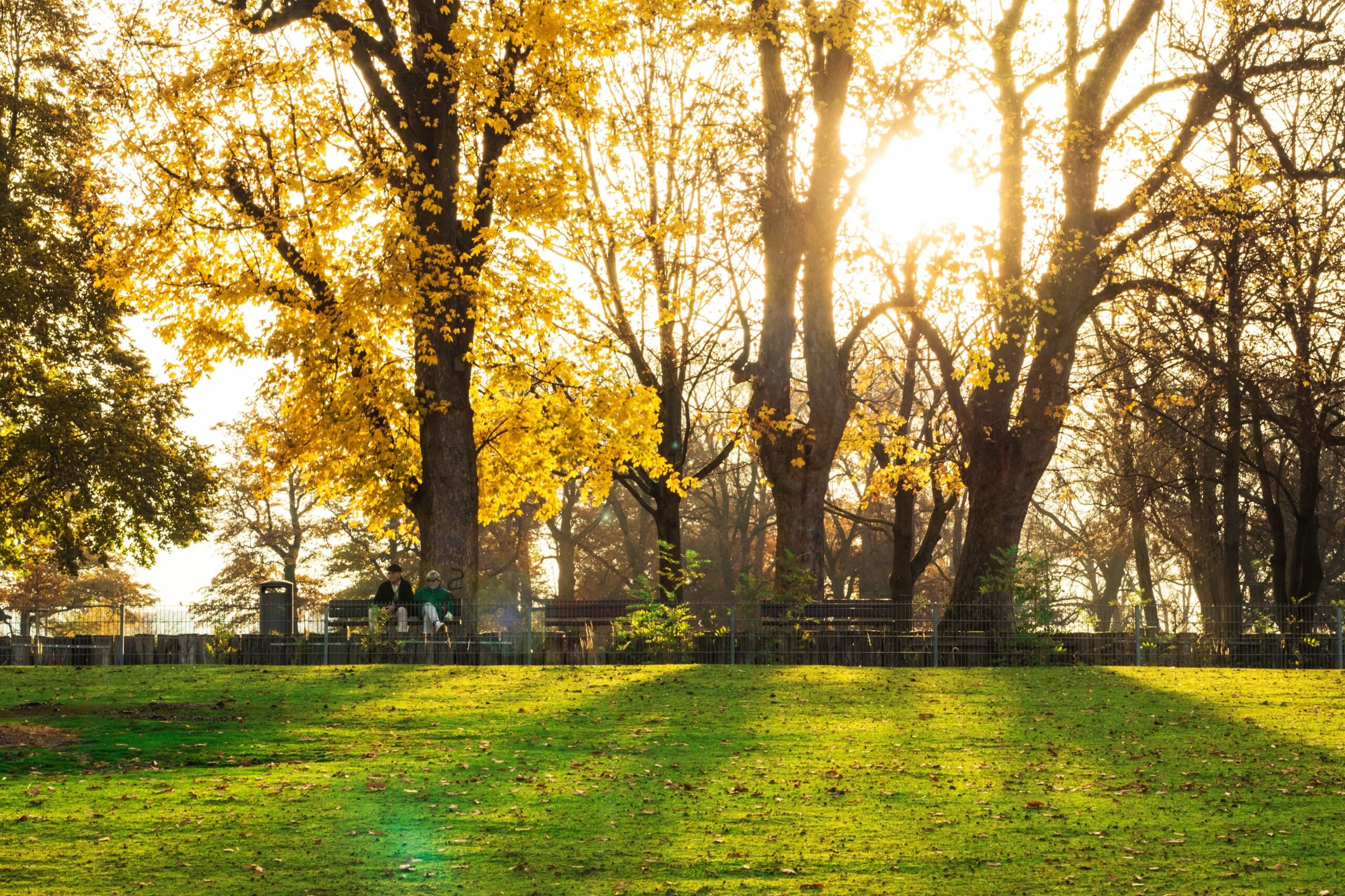 Wetter Morgen In Hamm – Scenery.photo » 丘の上の一本の桜の木