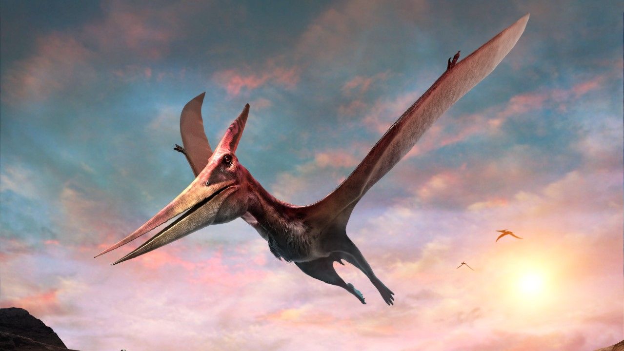 Hyundai Motor Finance Physical Address – Pterodactyl: facts about pteranodon and other pterosaurs