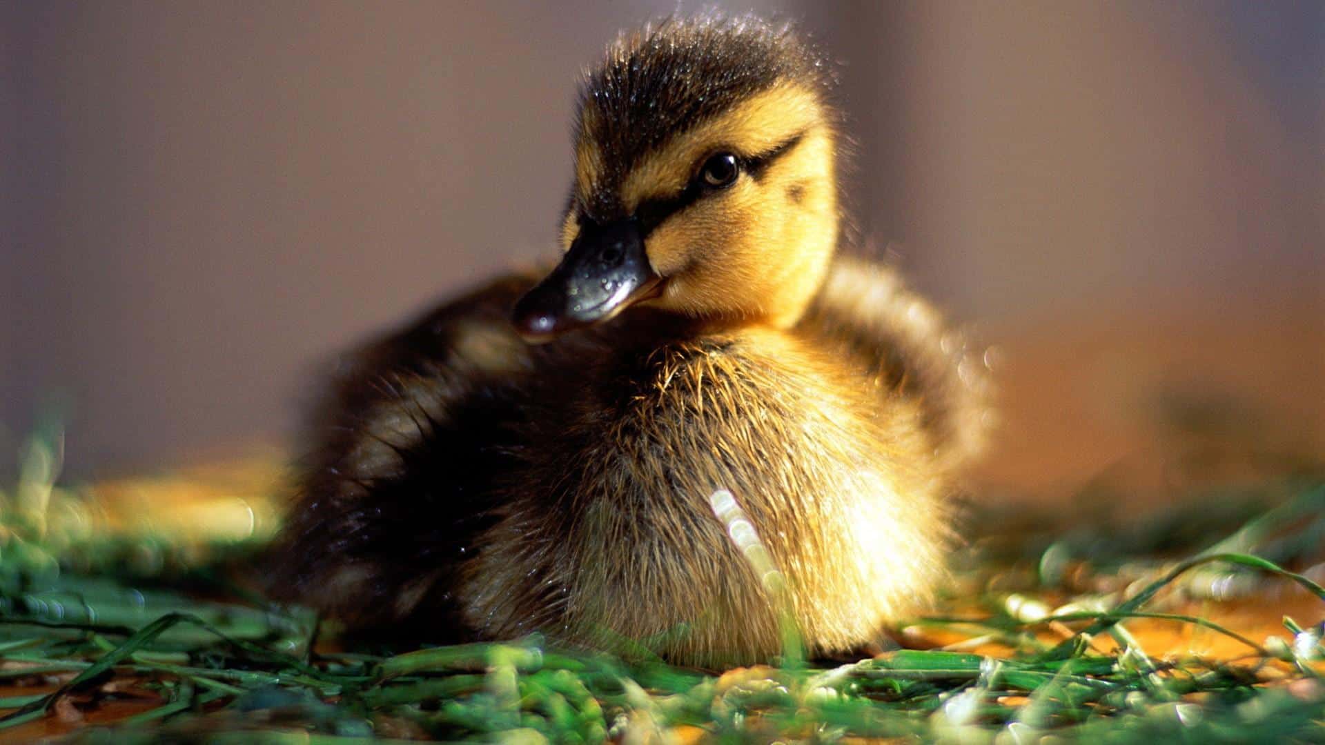 Hyundai Santa Cruz For Sale Near Me – World's cutest animals 30 cute baby animals that will make you go
