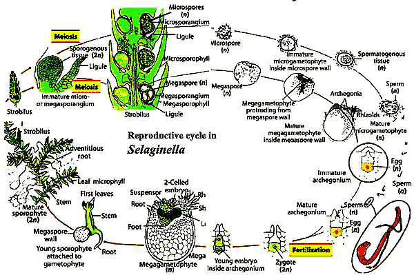 Kreatives Bild zu Palaeos Plants: Glossary D-K Foto zu Palaeos Plants: Glossary D-K