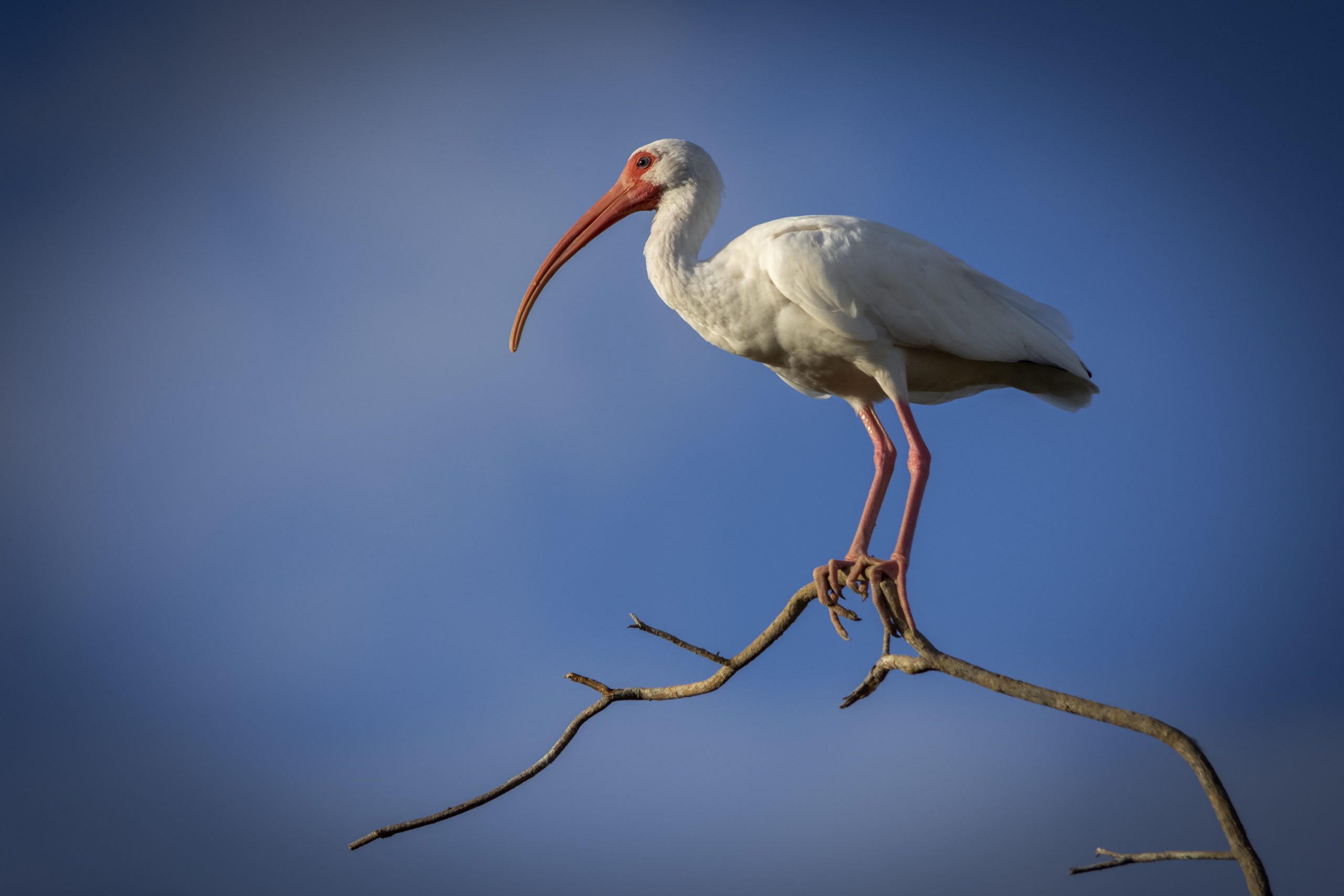 White Ibis Foto & Idee White Ibis Illustration
