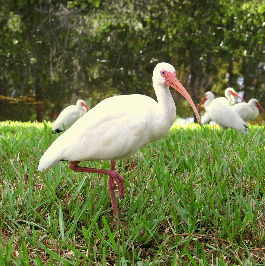 Ibis Birds Foto & Idee Ibis Birds