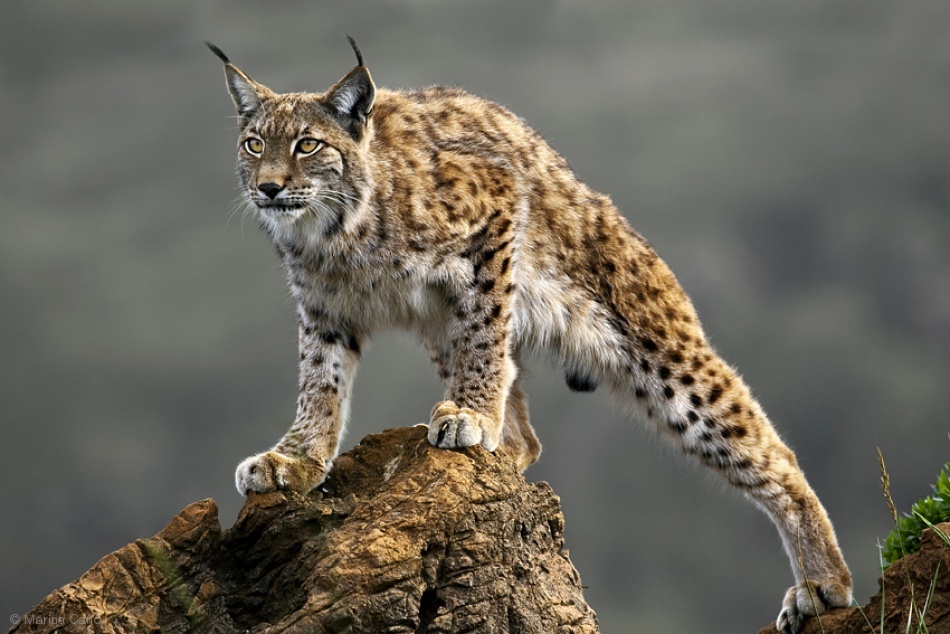 Programmi Tv Stasera Mediaset Italia 2 – Wild animals wallpaper hd