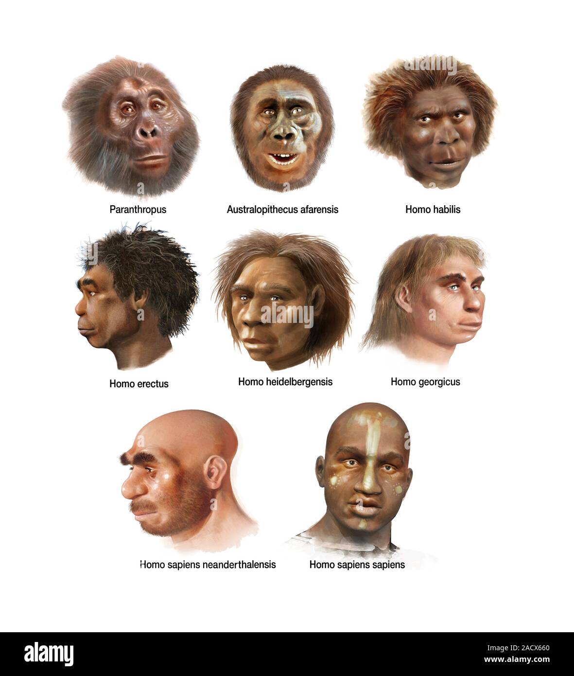 Pound 1000 In 1984 Worth Today – Human evolution. artwork of eight different species from the human
