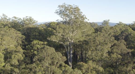 Dealership Hyundai Near Me Phone Number – 10 culturally-significant tree species impacted by logging in nsw