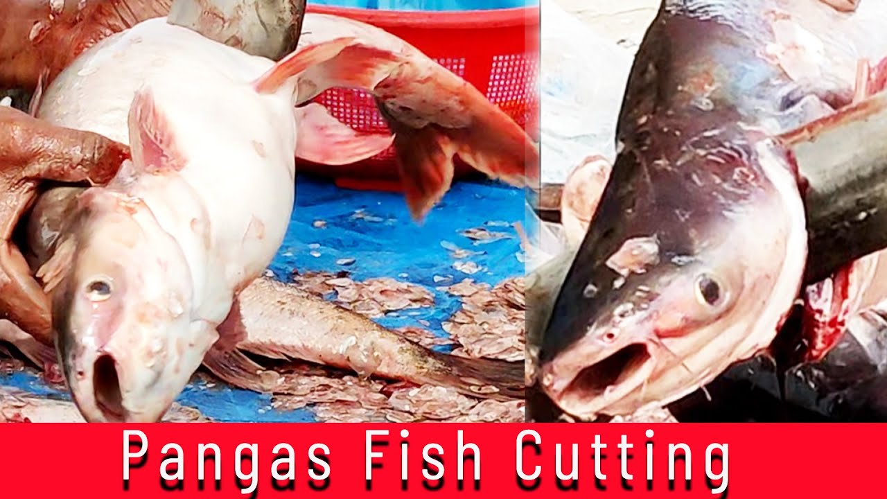 Where Was The Hundred Years War – How to cut fish like a pangas fish incredible technic !! pangas fish