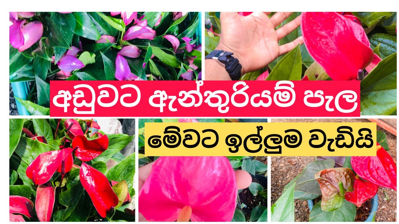 Wetter Bad Homburg 7 Tage – Workshop on identification of tropical flowering plant families