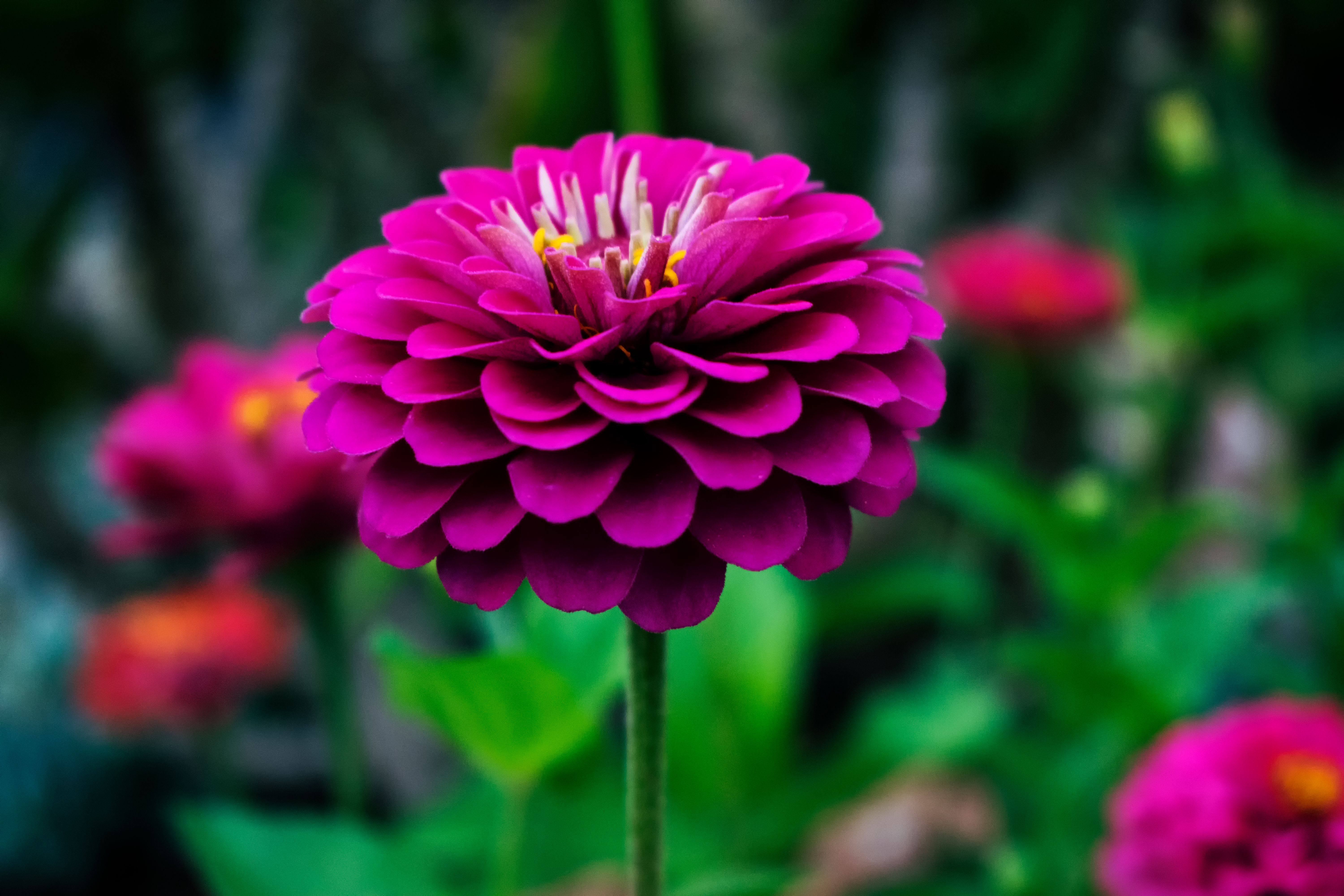  1000+ Beautiful Beautiful Flowers Photos · Pexels · Free Stock Photos Motiv 