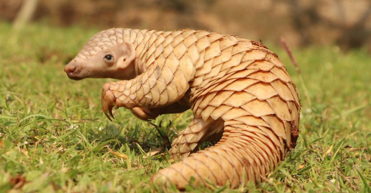 28 Incredibly Rare Animals and the Only Places They Still Exist Bild & Inspiration 28 Incredibly Rare Animals and the Only Places They Still Exist