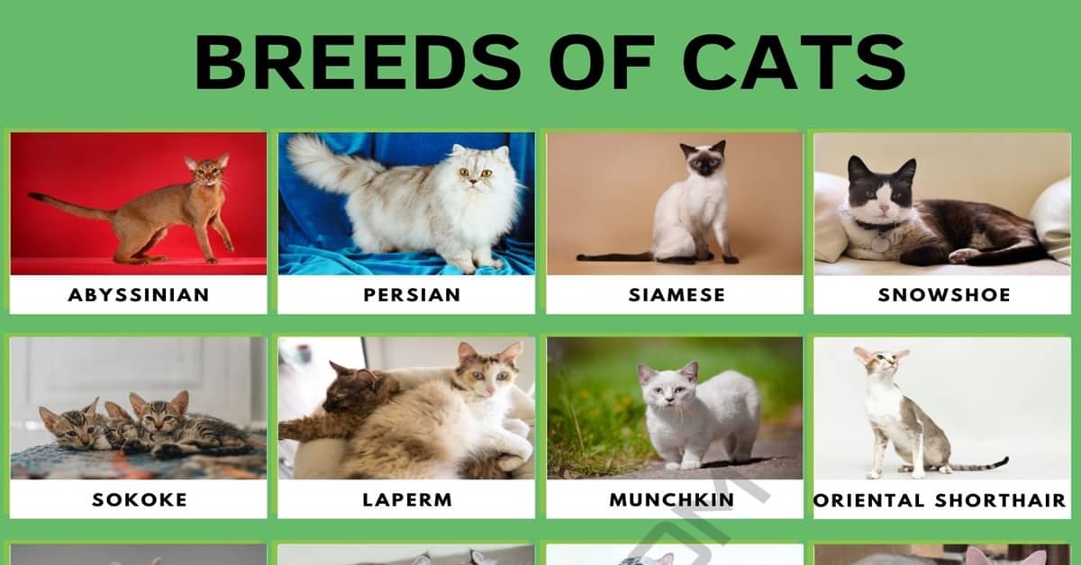  Cat Breeds: 56 Cute Types of Cats in the World • 7ESL Motiv 