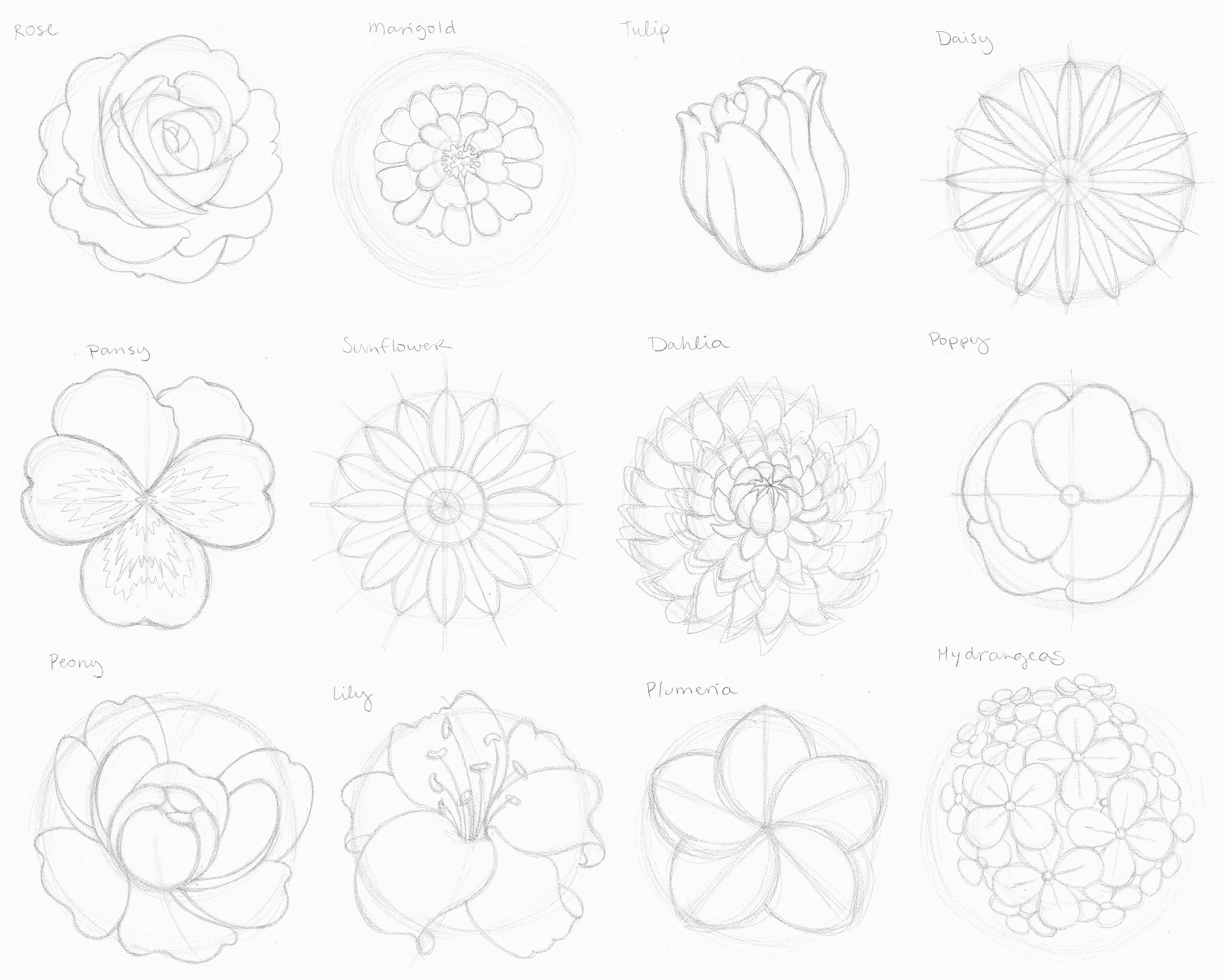  What Is A Flower Drawing at Steve Courtney blog Illustration 