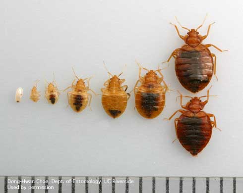 Bed Bug Life Cycle Bild & Inspiration Bed Bug Life Cycle Bildidee