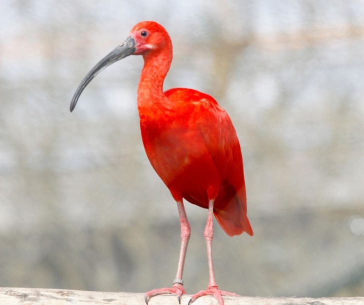Kreatives Bild zu All Ibis Facts for Kids All Ibis Facts for Kids