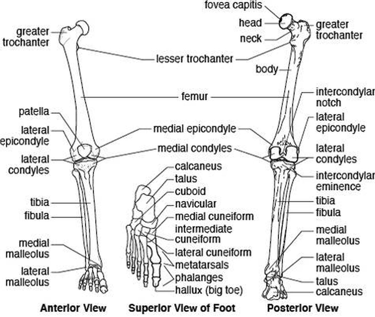 Vorlage: Parts Of The Lower Extremity – Lower Limb Parts – DGDE Parts Of The Lower Extremity – Lower Limb Parts – DGDE Illustration