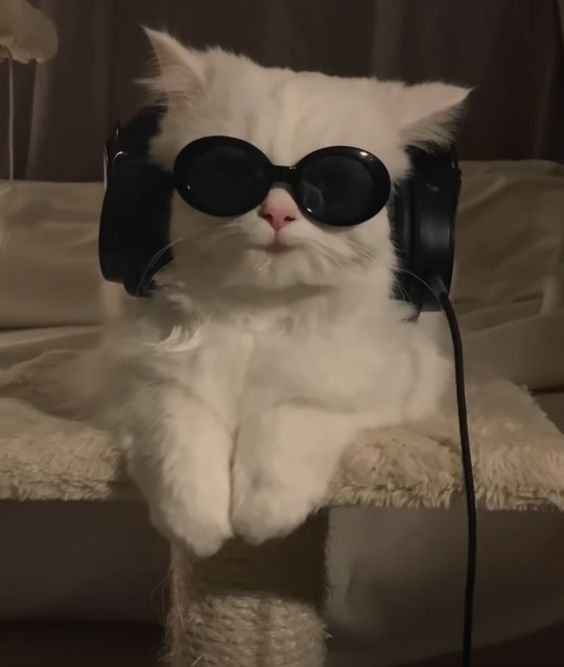Kreatives Bild zu 20 Adorable Cat Pfp Guaranteed to Make You Smile 20 Adorable Cat Pfp Guaranteed to Make You Smile Illustration