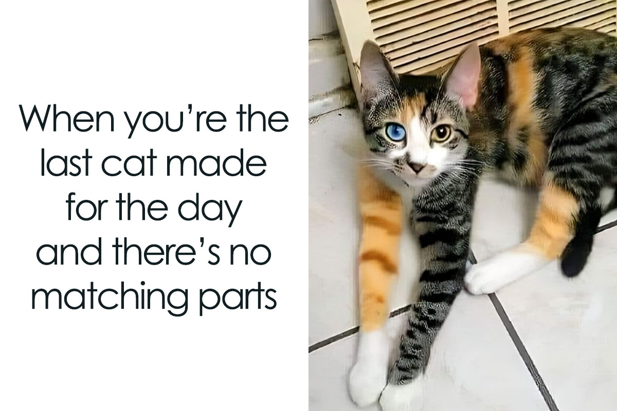  50 Cute And Funny Memes That Might Make You Want To Get A Cat 