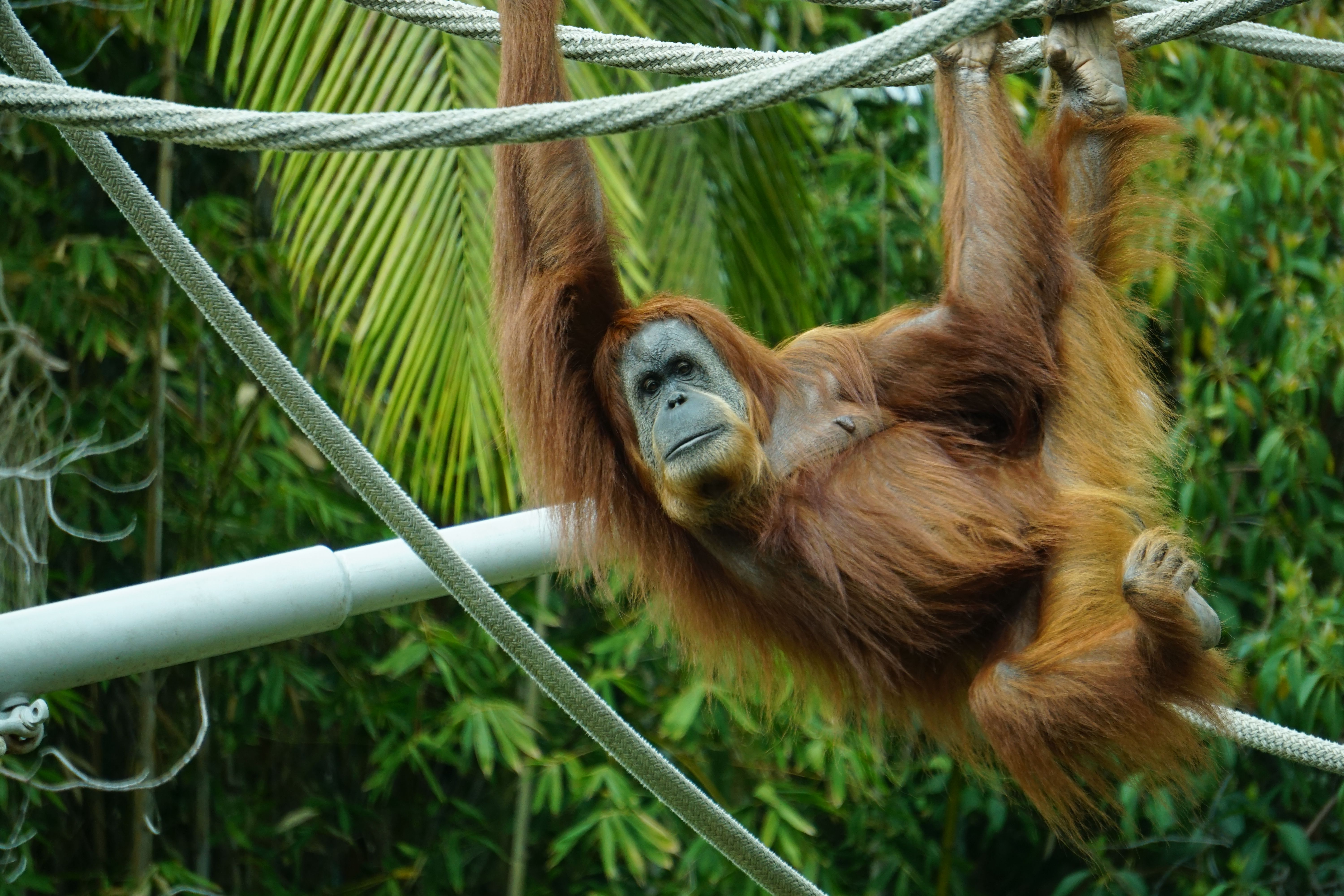 10,000+ Best Zoo Photos · 100% Free Download · Pexels Stock Photos Foto & Idee 10,000+ Best Zoo Photos · 100% Free Download · Pexels Stock Photos Bildidee