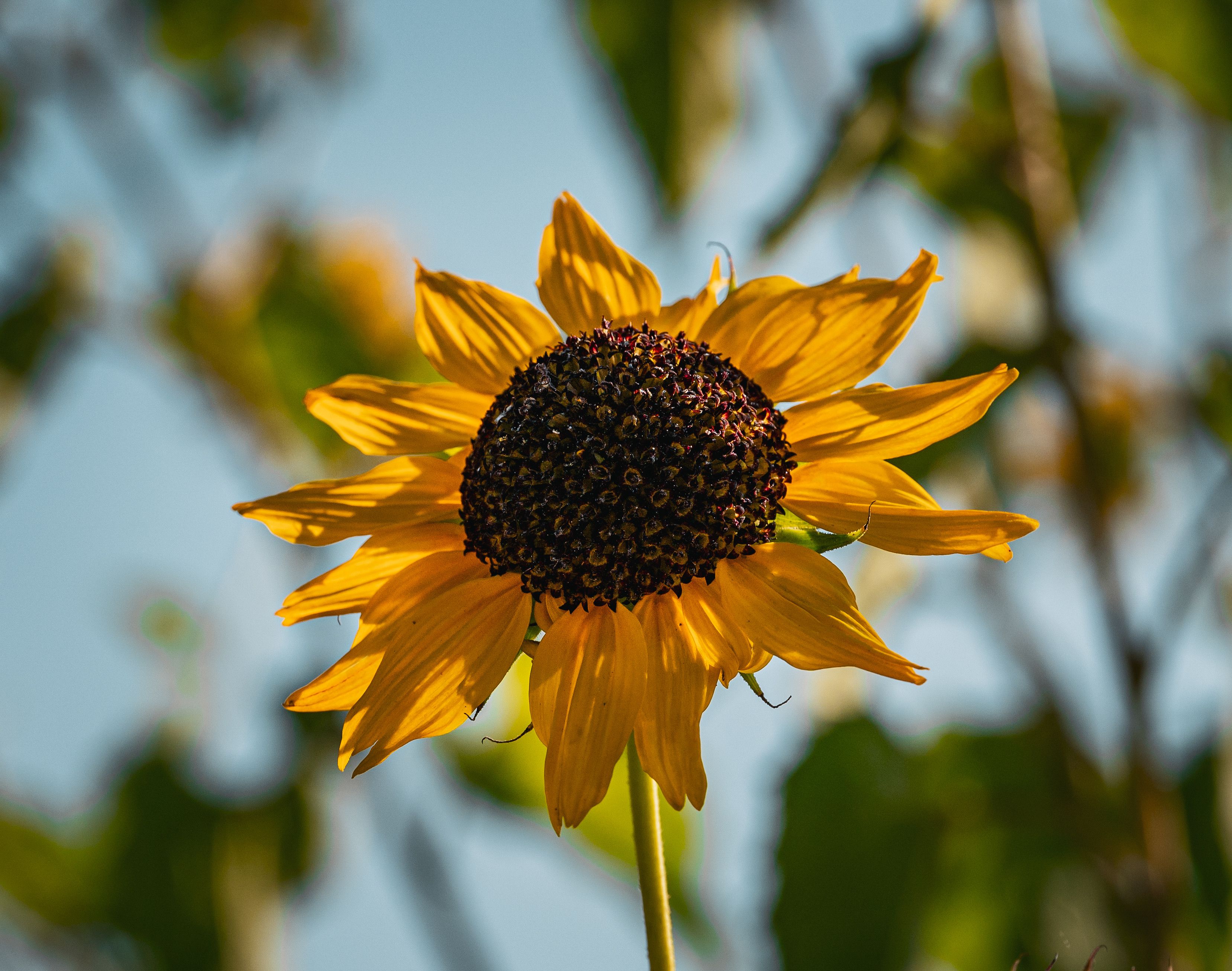 Nature Background Images Photos, Download The BEST Free Nature Bild & Inspiration Nature Background Images Photos, Download The BEST Free Nature Bildidee