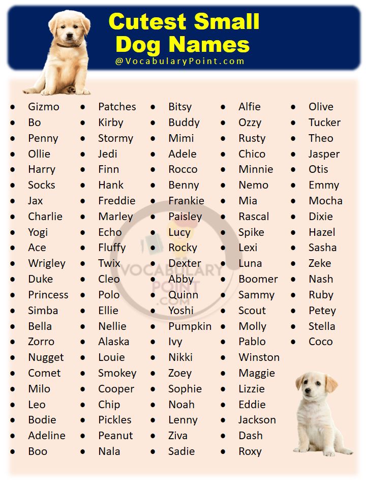  Foto zu 200+ Cutest Small Dog Names 
