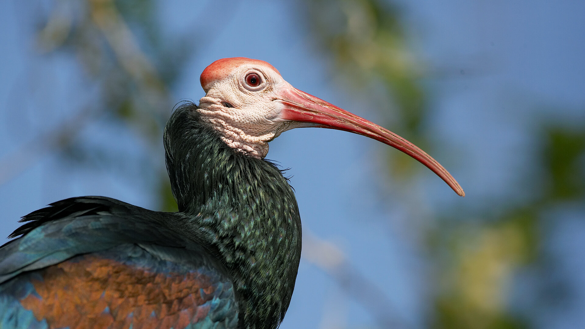 Ibis Foto & Idee Ibis Bildidee