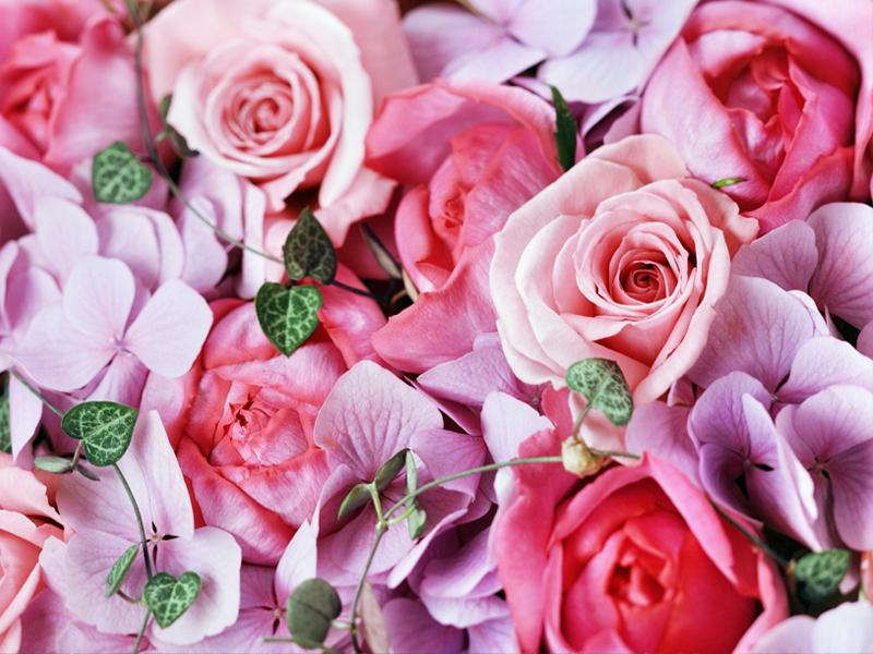 Kreatives Bild zu Blooming Flowers Images With High resolution - Duul Wallpaper Blooming Flowers Images With High resolution - Duul Wallpaper Bildidee