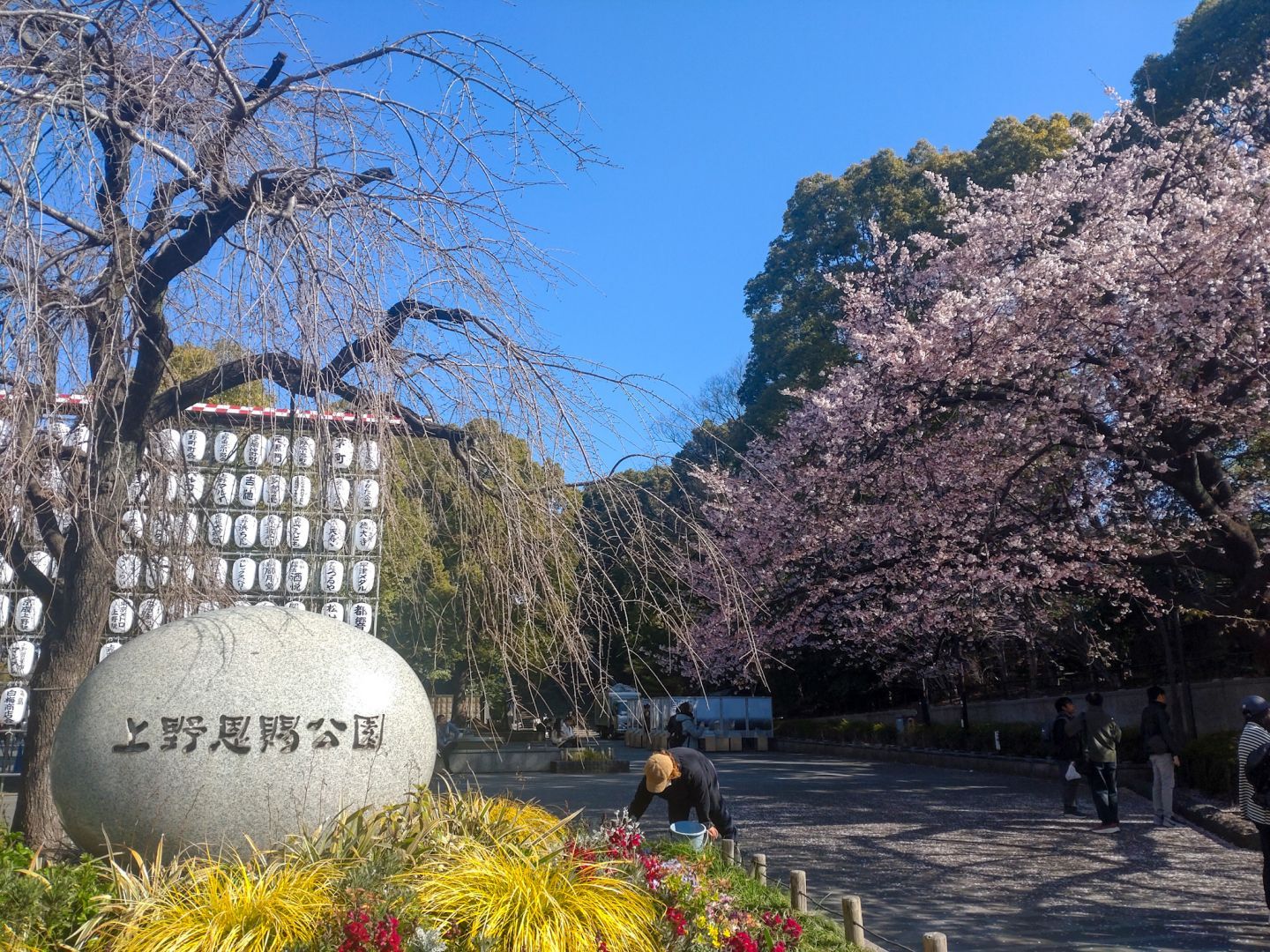 上野恩賜公園の桜開花情報<2024年>|花見特集2026 Bild & Inspiration 上野恩賜公園の桜開花情報<2024年>|花見特集2026 Illustration